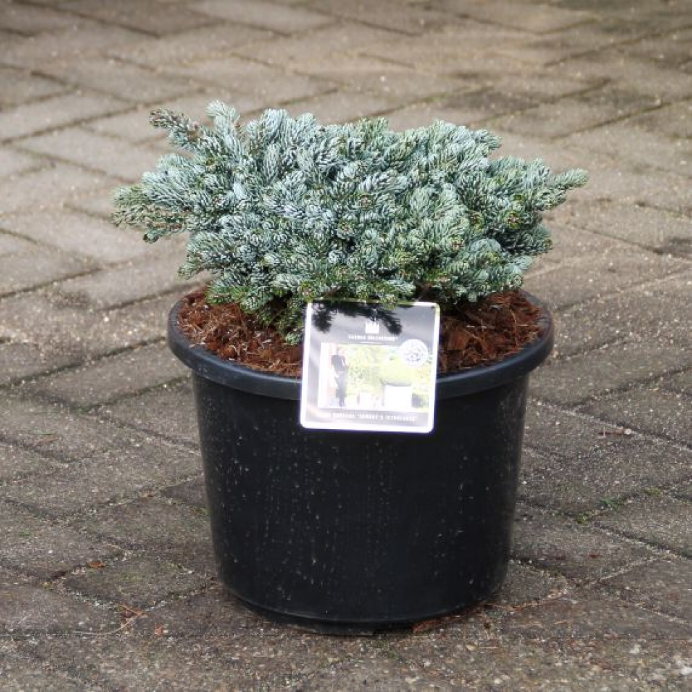 Planta naturala H60cm Abies koreana Kohouts Icebreaker  PS28/ in pamant