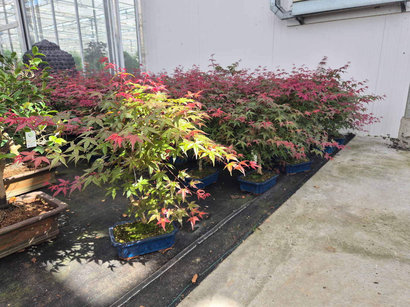 Planta naturala H60cm Acer palmatum 'Deshojo' PS25/ in pamant