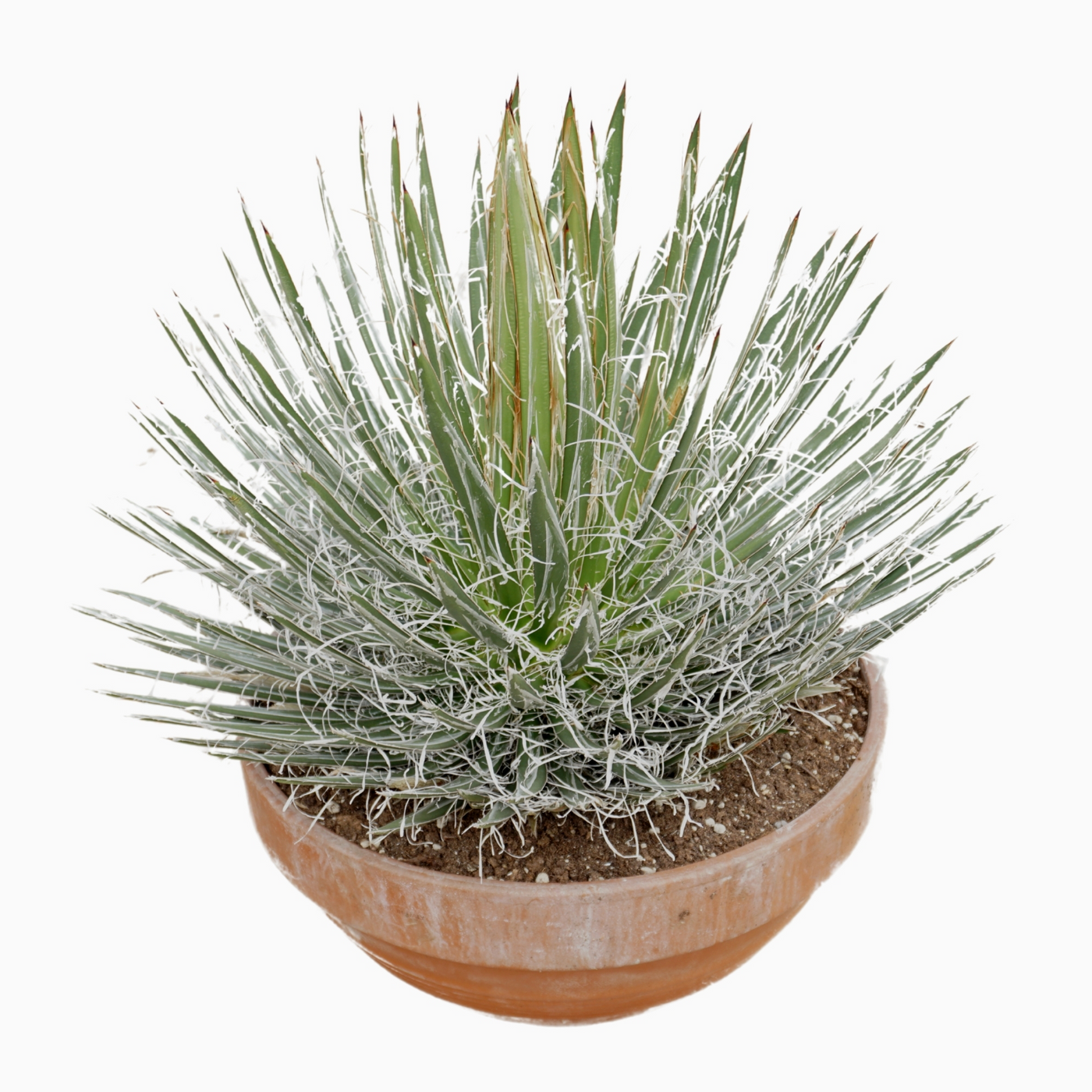 Planta naturala H60cm Agave filifera PS45/ in pamant