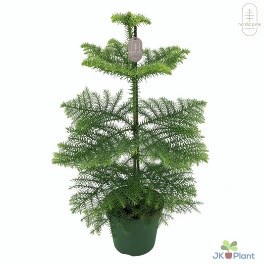 Planta naturala H60cm Araucaria heterophylla PS17/ in pamant