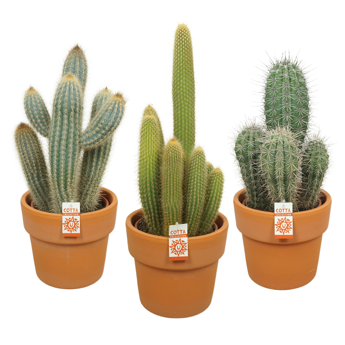 Planta naturala H60cm Cactus mix PS21/ in pamant
