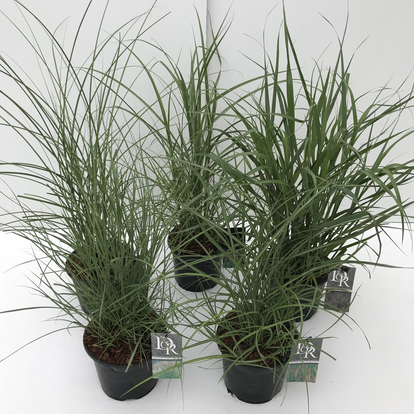 Planta naturala H60cm Carex mix PS19/ in pamant