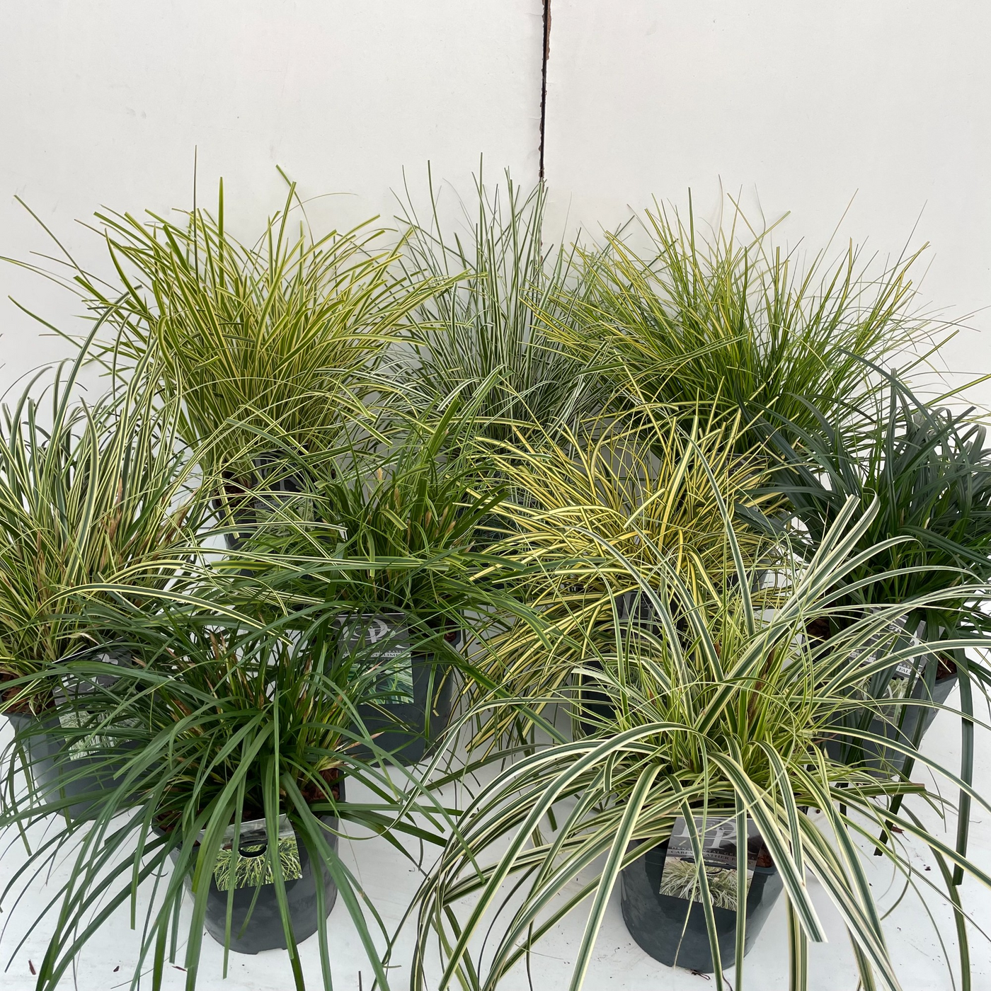 Planta naturala H60cm Carex mix PS23/ in pamant