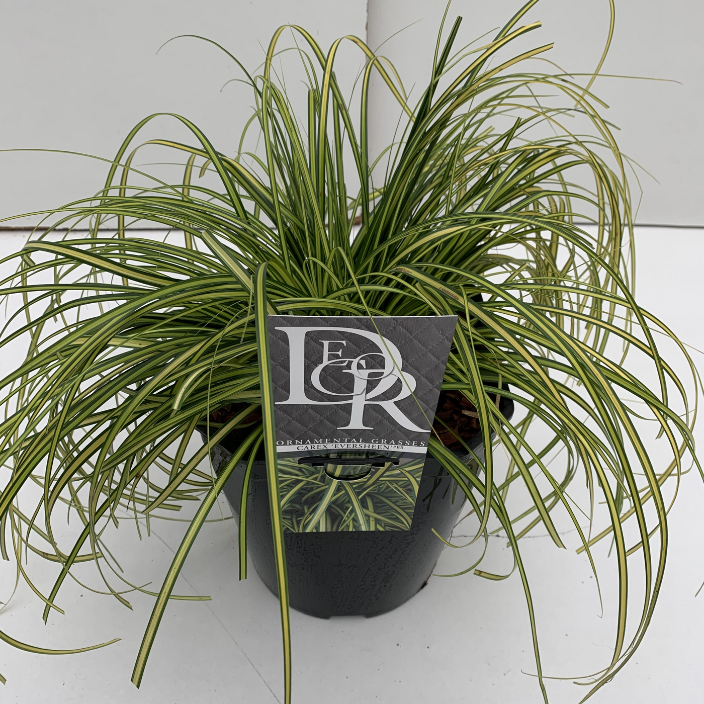 Planta naturala H60cm Carex oshimensis 'Evercolor Eversheen' PS23/ in pamant