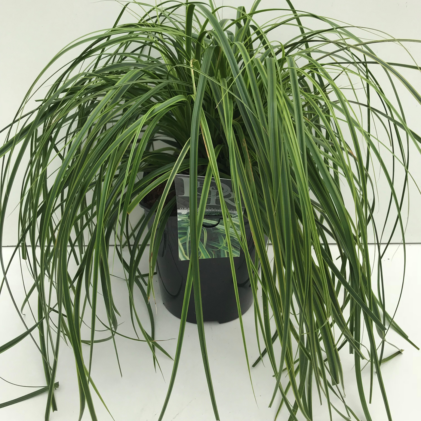 Planta naturala H60cm Carex oshimensis 'Everlime' PS23/ in pamant