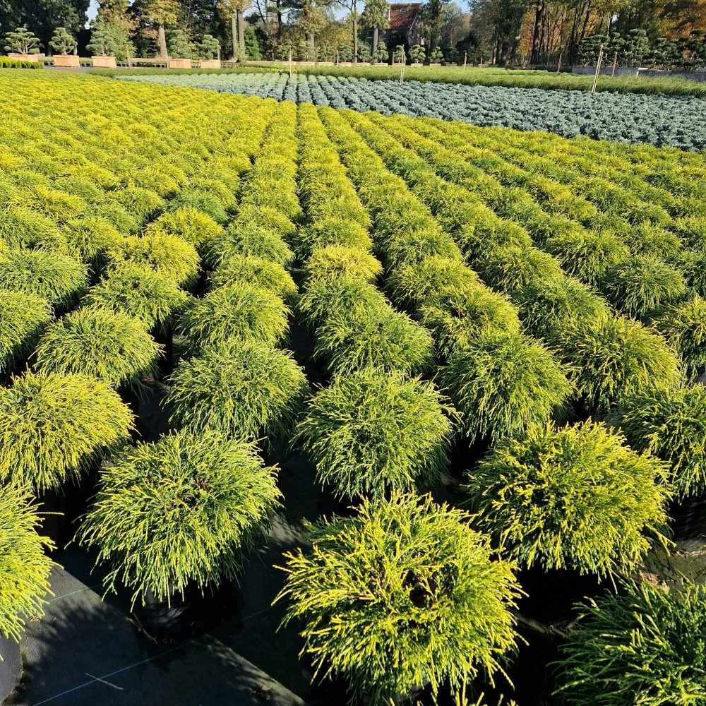 Planta naturala H60cm Chamaecyparis pisifera 'Sungold' PS26/ in pamant
