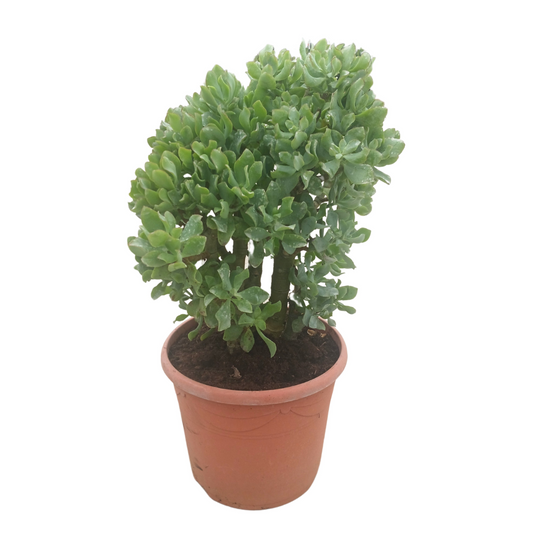 Planta naturala H60cm Crassula arborescens subsp. undilatifolia 'Curly' PS30/ in pamant