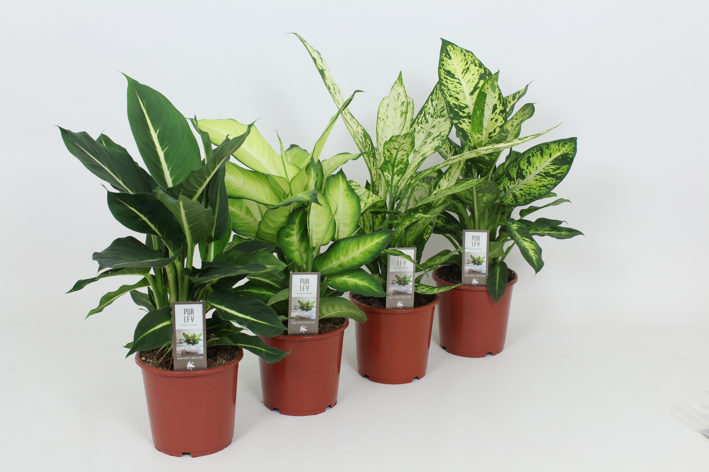 Planta naturala H60cm Dieffenbachia gemengd PS17/ in pamant