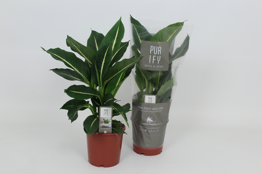 Planta naturala H60cm Dieffenbachia 'Green Magic' PS17/ in pamant