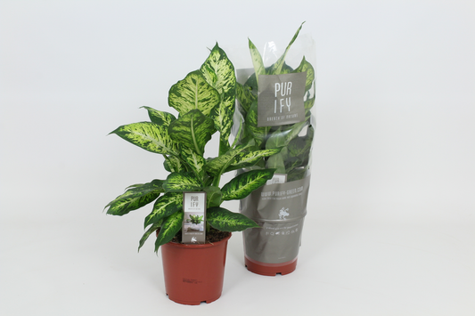 Planta naturala H60cm Dieffenbachia 'Sublime' PS17/ in pamant