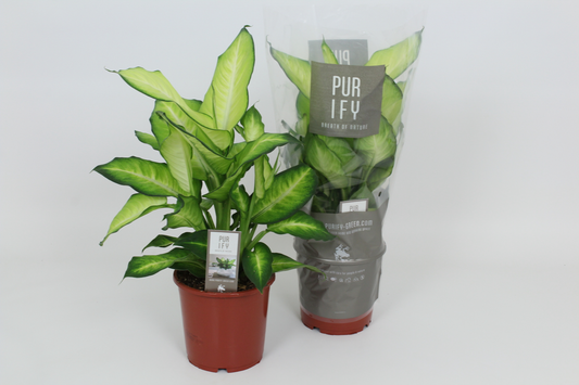 Planta naturala H60cm Dieffenbachia 'Summer Style' PS17/ in pamant