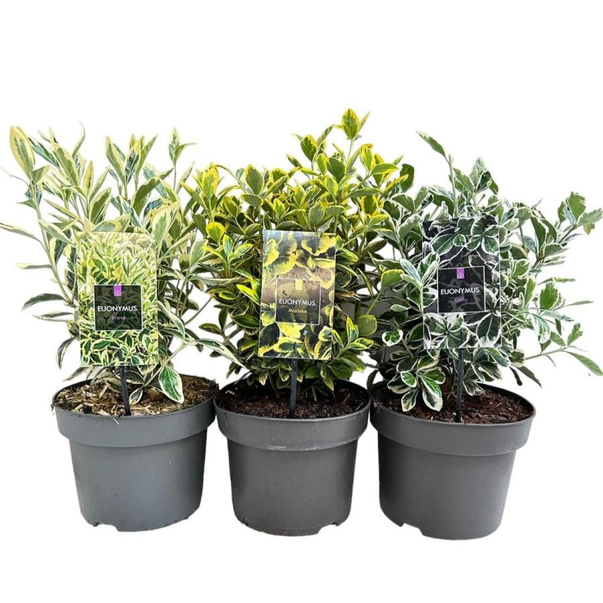 Planta naturala H60cm Euonymus japonicus gemengd PS23/ in pamant