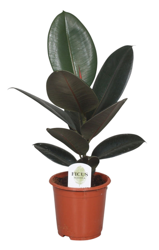 Planta naturala H60cm Ficus elastica Abidjan P17cm in pamant