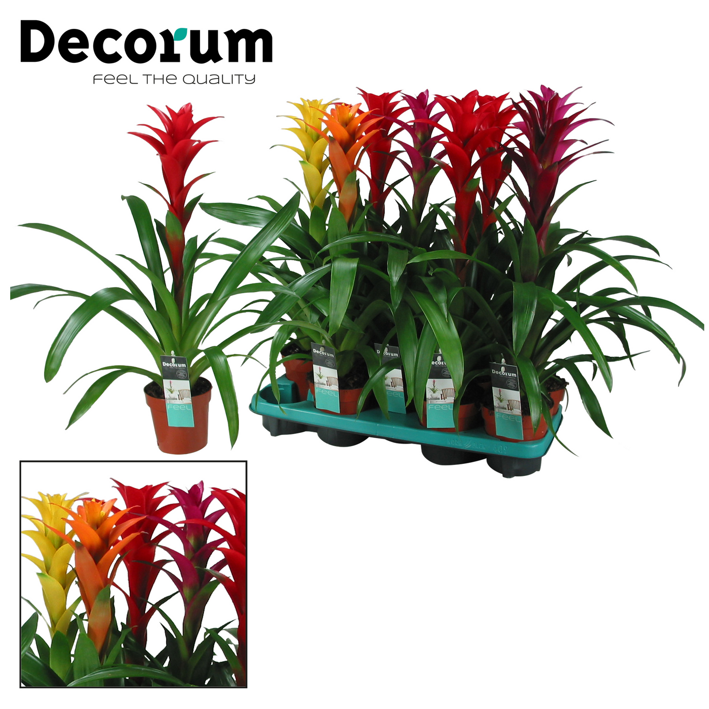 Planta naturala H60cm Guzmania Maxima Mix PS13/ in pamant