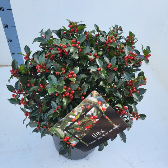 Planta naturala H60cm Ilex meserveae bol 'Blue Maid' PS28/ in pamant