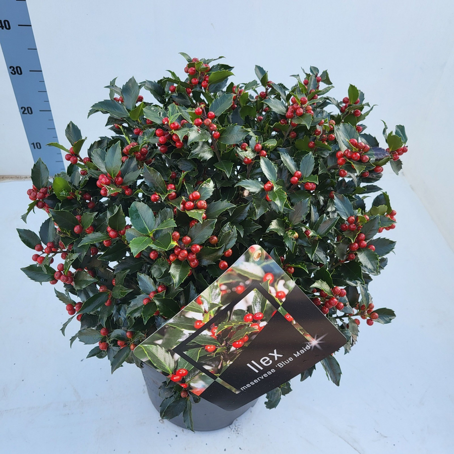 Planta naturala H60cm Ilex meserveae bol &