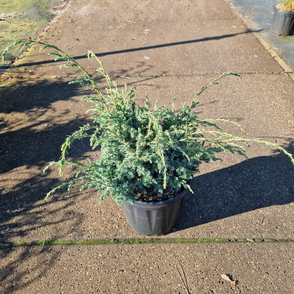 Planta naturala H60cm Juniperus chin. Blue Alps PS26/ in pamant