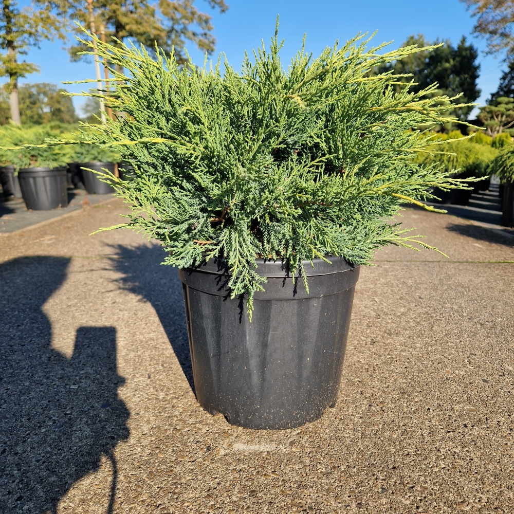 Planta naturala H60cm Juniperus x pfitzeriana 'Old Gold' PS26/ in pamant