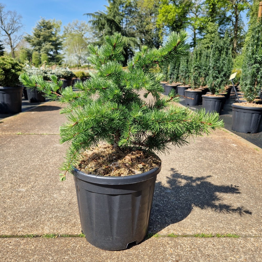 Planta naturala H60cm Larix decidua Little Bogle PS28/ in pamant