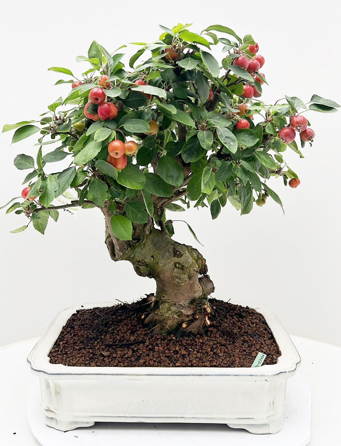 Planta naturala H60cm Malus domestica PS41/ in pamant