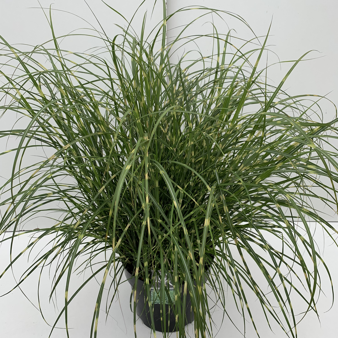 Planta naturala H60cm Miscanthus sinensis 'Little Zebra' PS29/ in pamant
