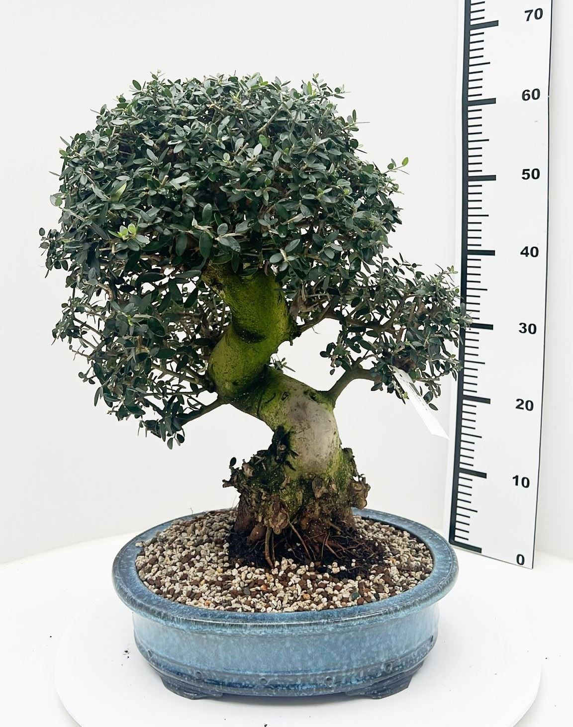 Planta naturala H60cm Olea sylvestris PS38/ in pamant