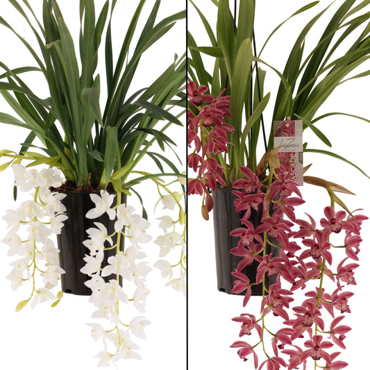 Planta naturala H60cm Orhidee Cymbidium love mix PS12/ in ghiveci