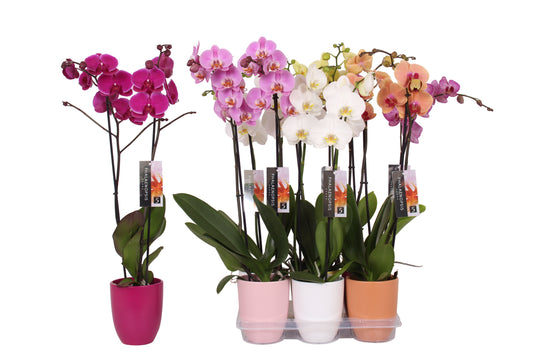 Planta naturala H60cm Phalaenopsis Ton mix cu 2 tulpini PS12/ in ghiveci ceramic
