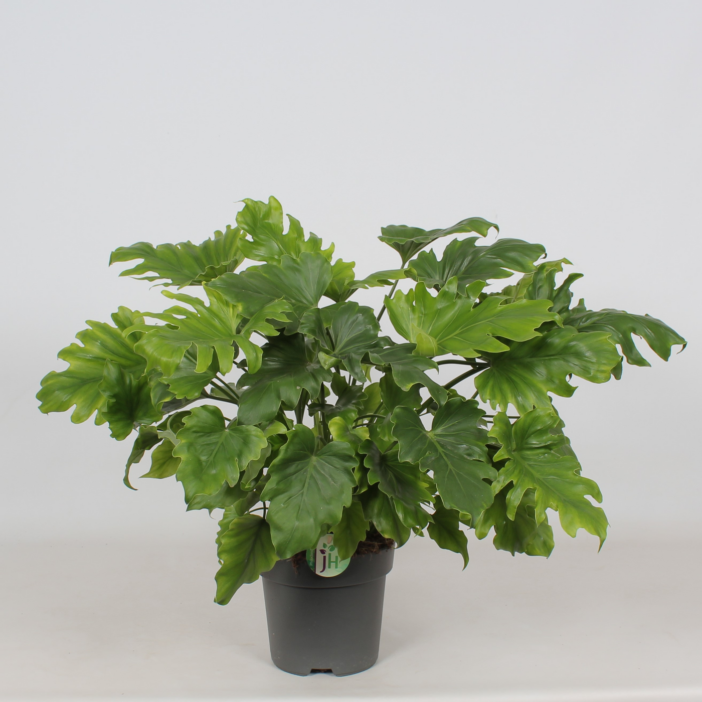 Planta naturala H60cm Philodendron bipinnatifidum 'Little Hope' PS21/ in pamant