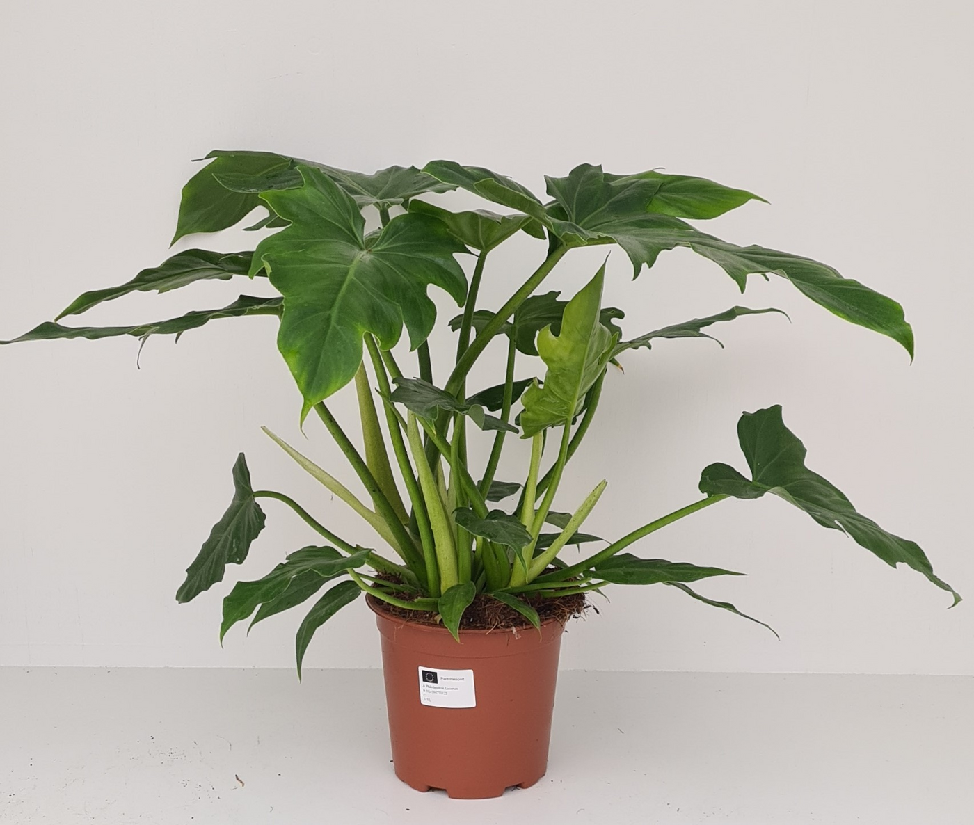 Planta naturala H60cm Philodendron Lacerum PS19/ in pamant