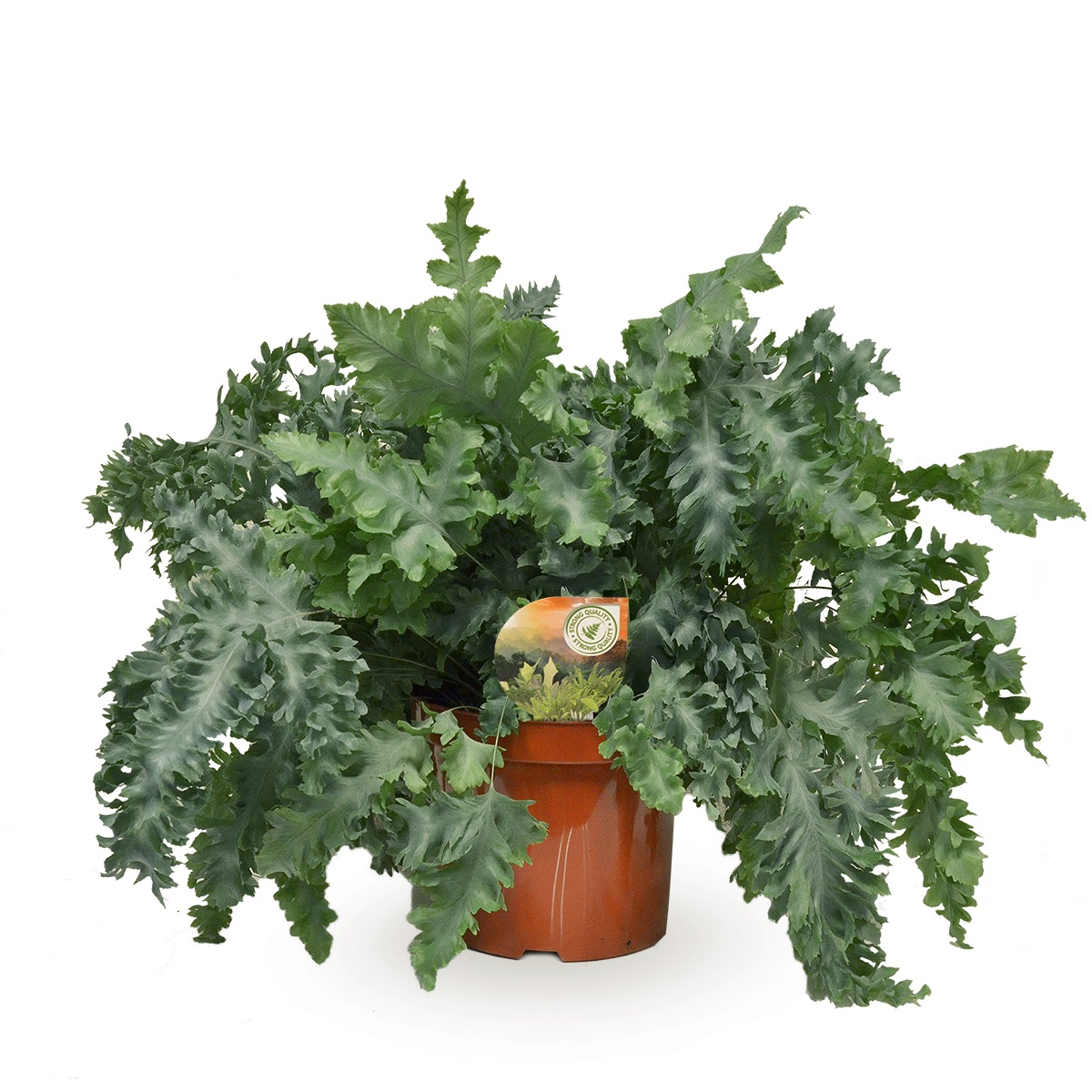 Planta naturala H60cm Phlebodium aureum Davana PS26/ in pamant