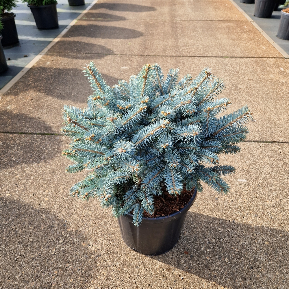 Planta naturala H60cm Picea pungens 'Glauca Globosa' PS28/ in pamant