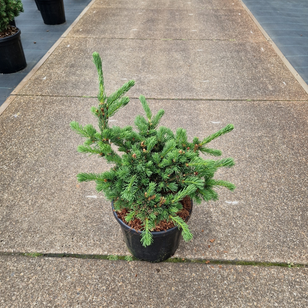 Planta naturala H60cm Picea pungens Luckey Strike PS28/ in pamant