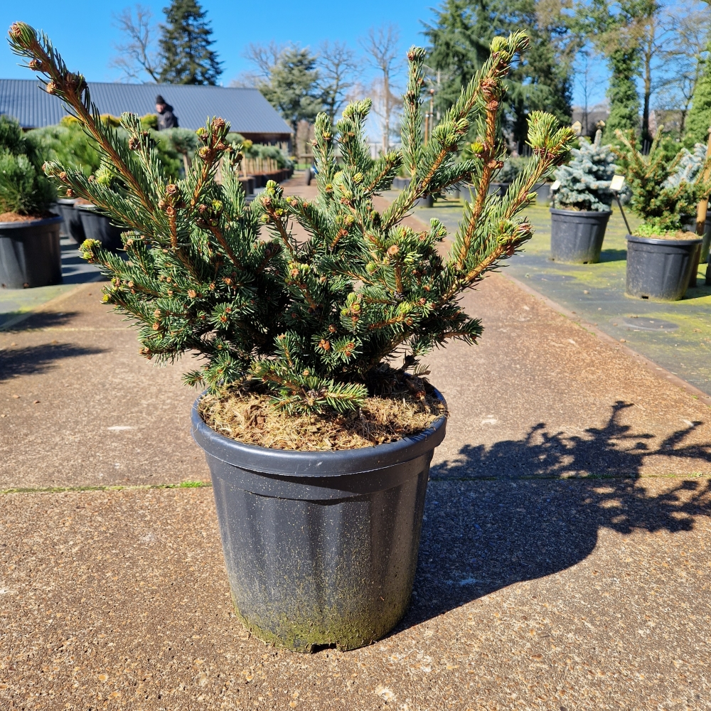 Planta naturala H60cm Picea pungens Luckey Strike PS31/ in pamant