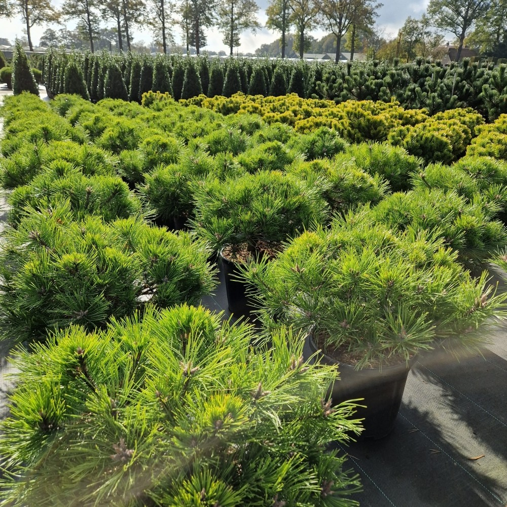 Planta naturala H60cm Pinus densiflora Low Glow PS31/ in pamant