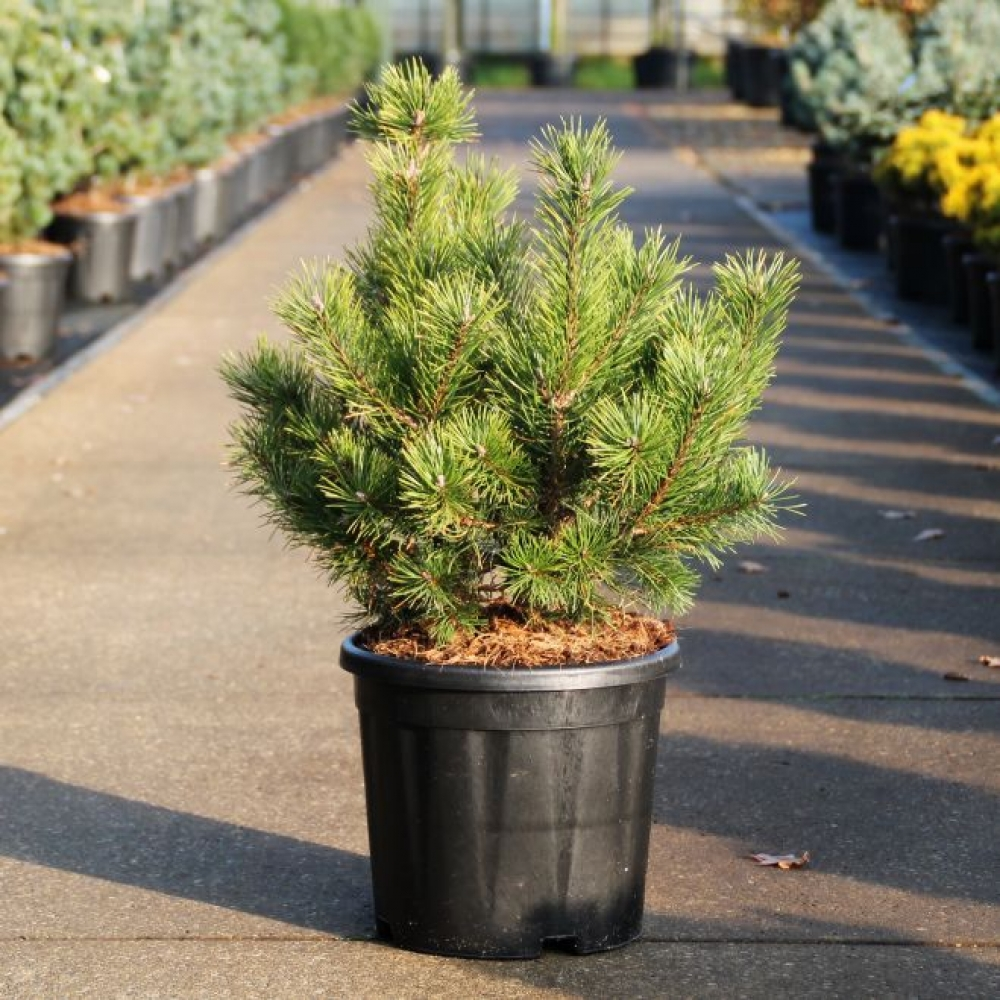 Planta naturala H60cm Pinus mugo 'Gnom' PS26/ in pamant