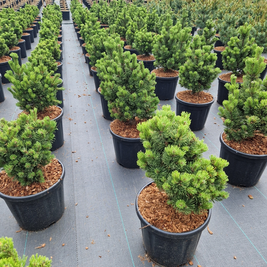 Planta naturala H60cm Pinus mugo Picobello PS28/ in pamant