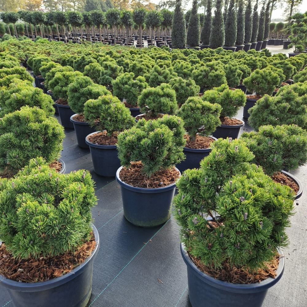 Planta naturala H60cm Pinus mugo Picobello PS31/ in pamant