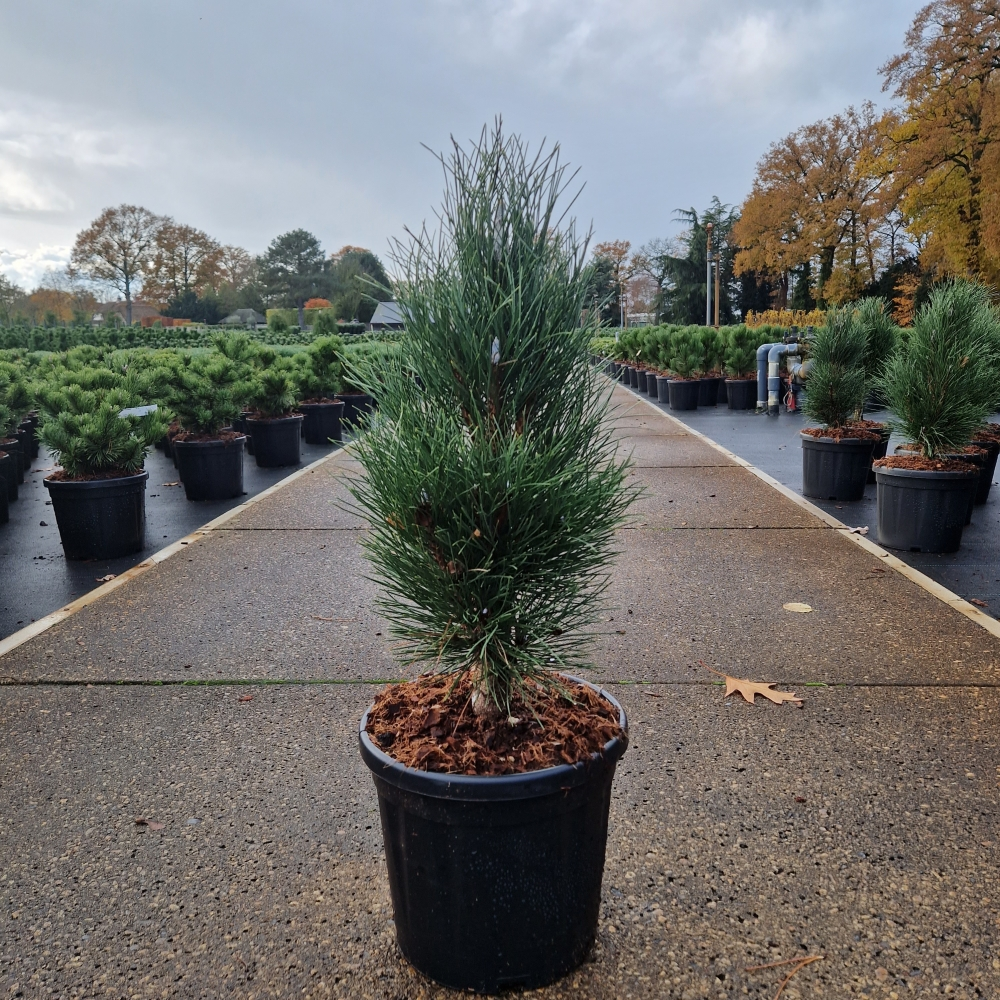 Planta naturala H60cm Pinus nigra Green Tower PS26/ in pamant