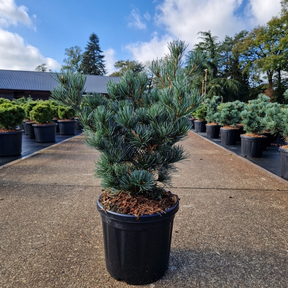 Planta naturala H60cm Pinus parviflora 'Negishi' PS26/ in pamant