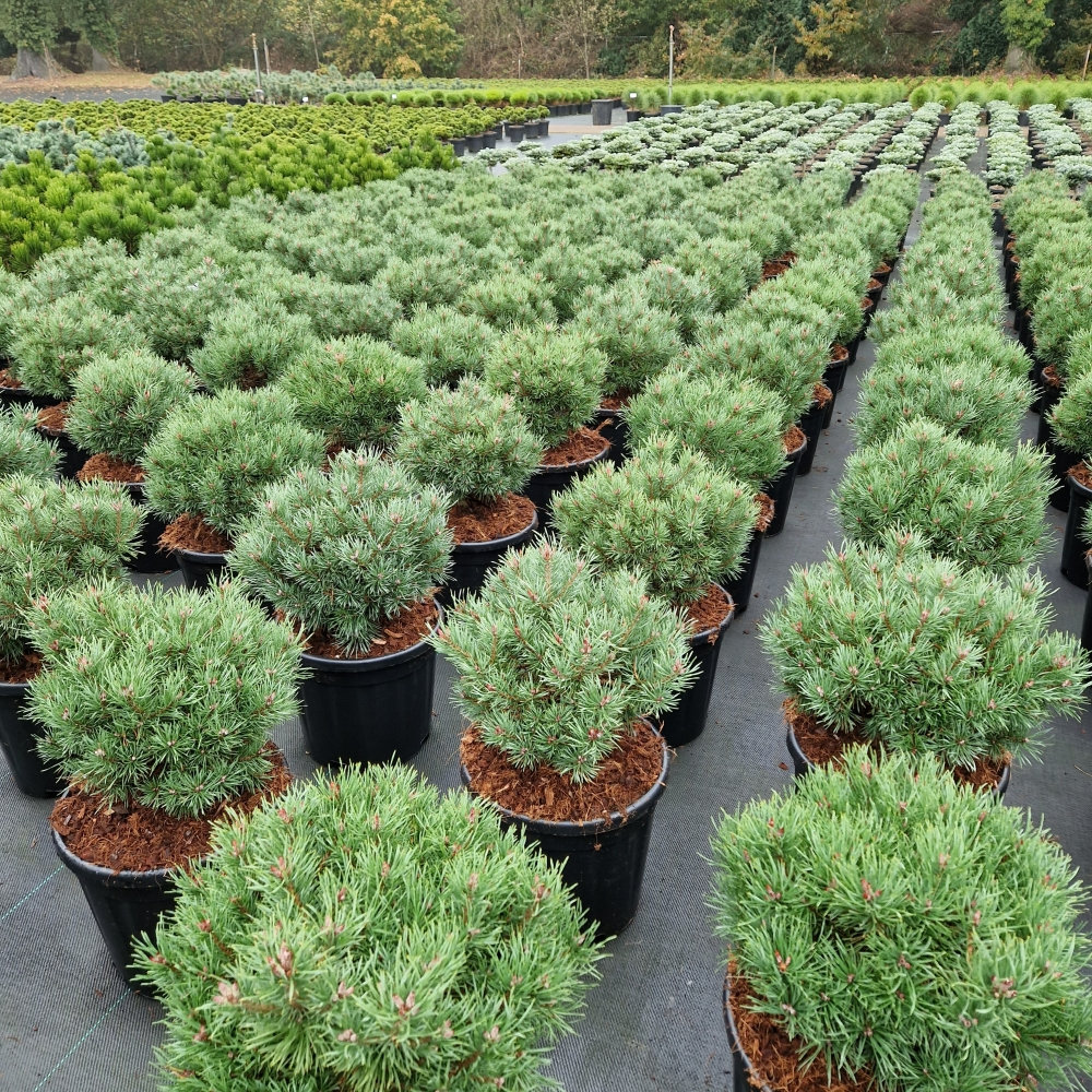 Planta naturala H60cm Pinus sylvestris Martham PS28/ in pamant