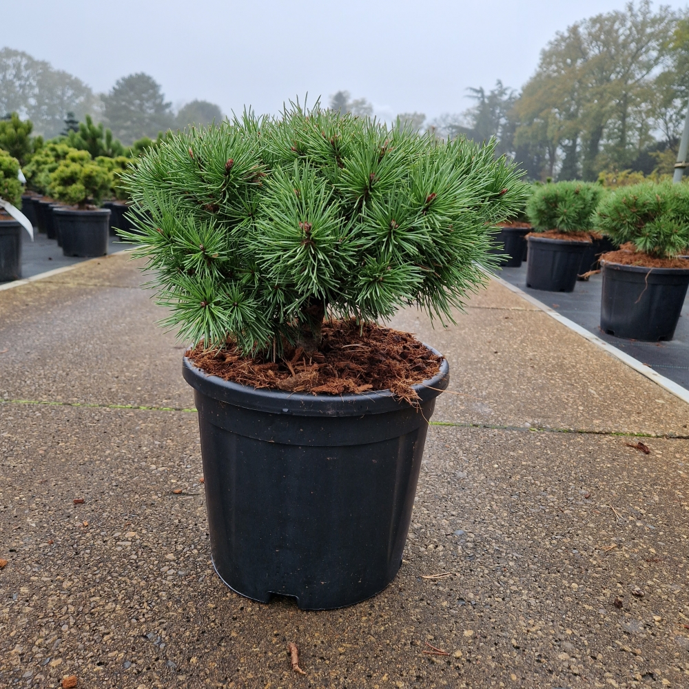 Planta naturala H60cm Pinus sylvestris Sandringham PS28/ in pamant