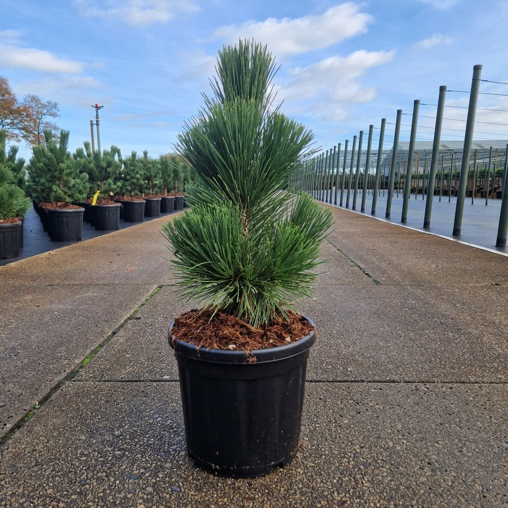 Planta naturala H60cm Pinus thunbergii Thunderhead PS26/ in pamant