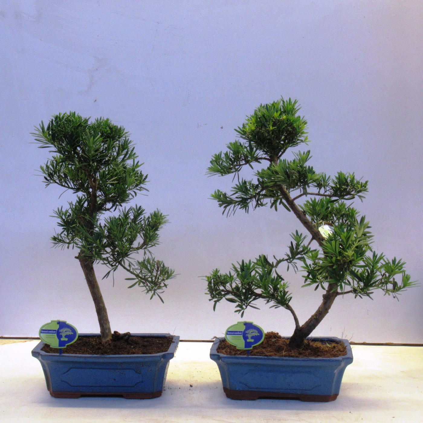 Planta naturala H60cm Podocarpus chinensis Bonsai PS30/ in pamant