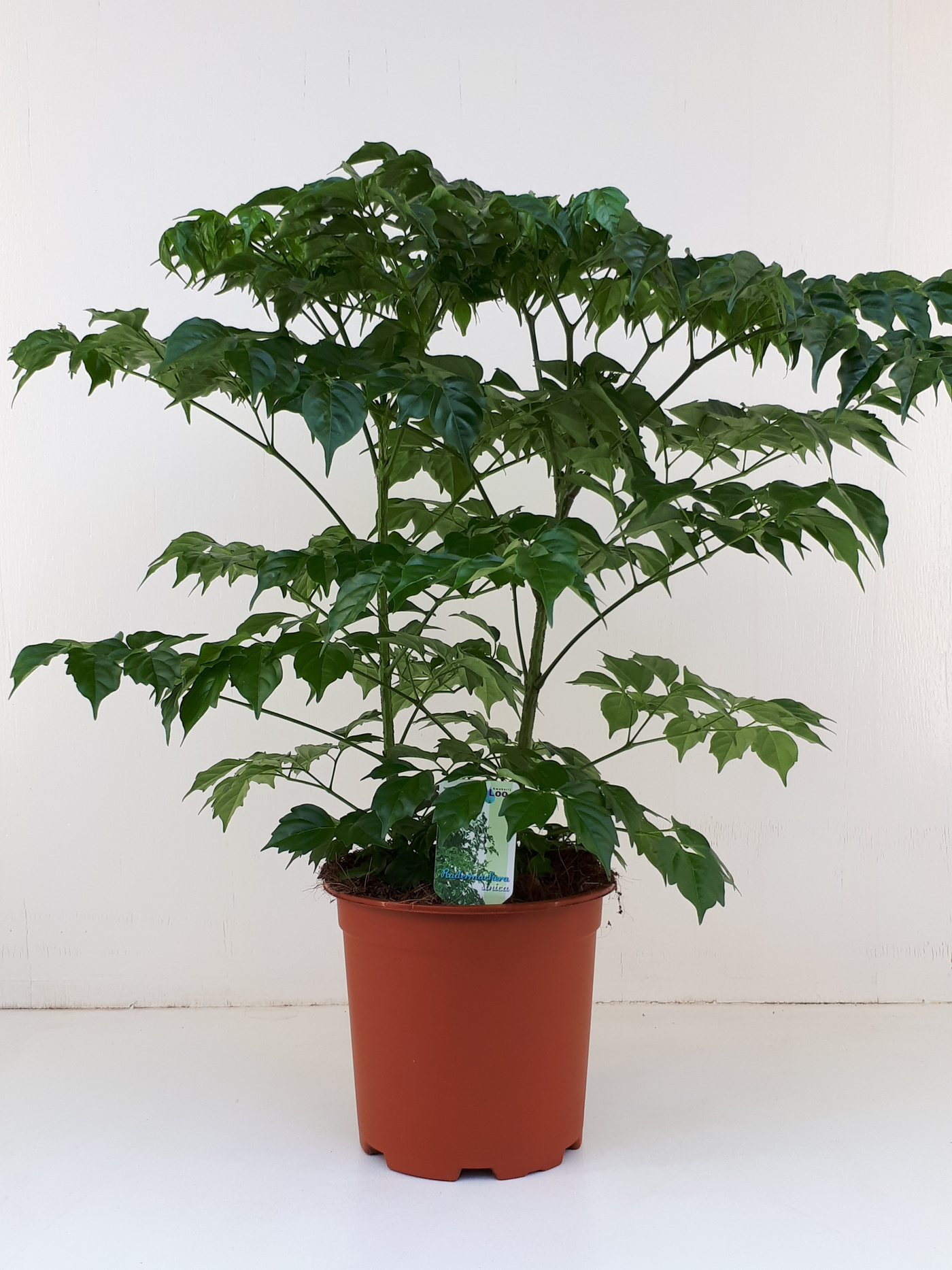 Planta naturala H60cm Radermachera sinica PS19/ in pamant