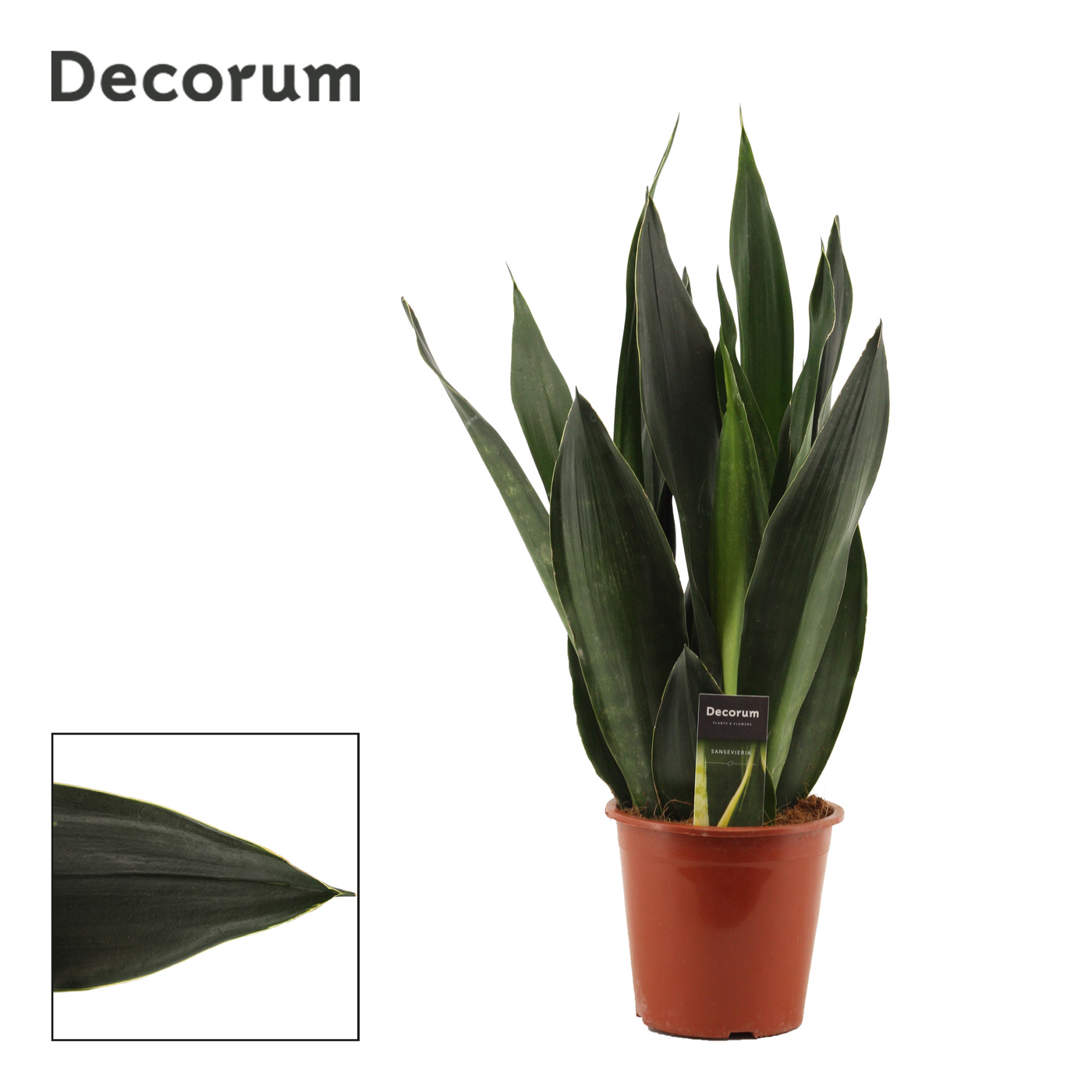 Planta naturala H60cm Sansevieria Black Diamond PS17/ in pamant