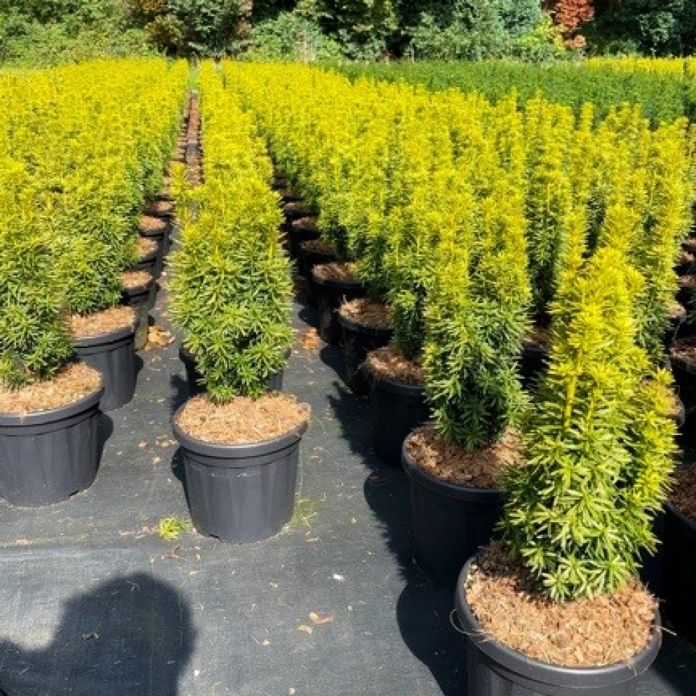 Planta naturala H60cm Taxus baccata 'David' PS24/ in pamant