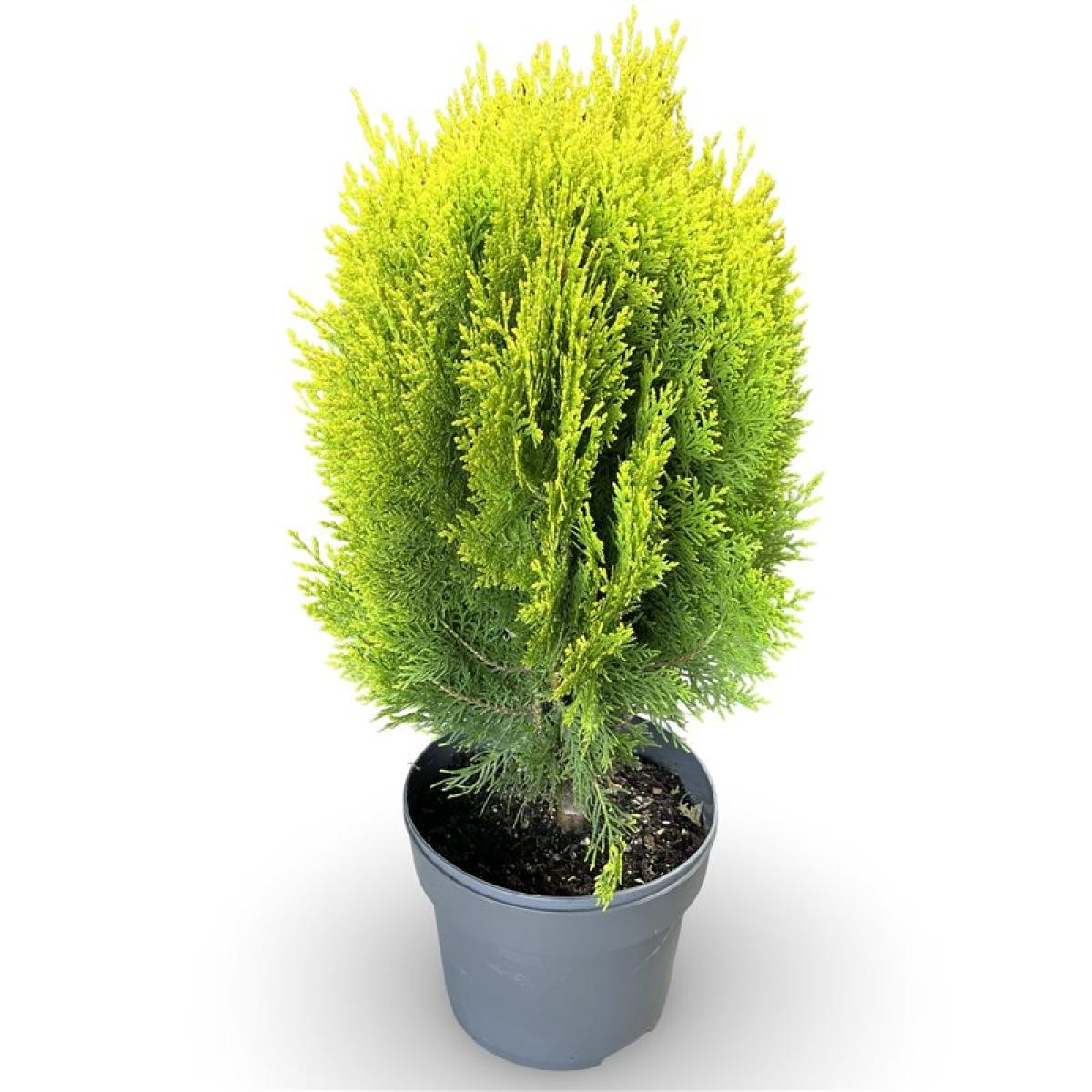Planta naturala H60cm Thuja occidentalis Aurea Nana PS21/ in pamant