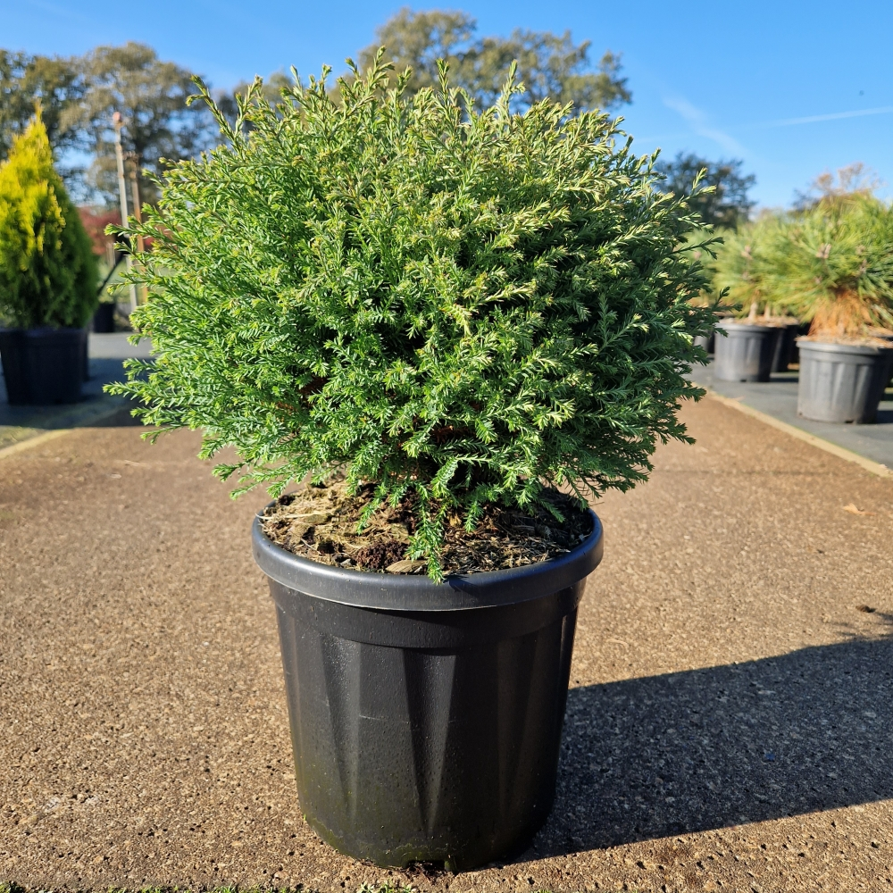 Planta naturala H60cm Thuja occidentalis 'Mr. Bowling Ball' PS26/ in pamant