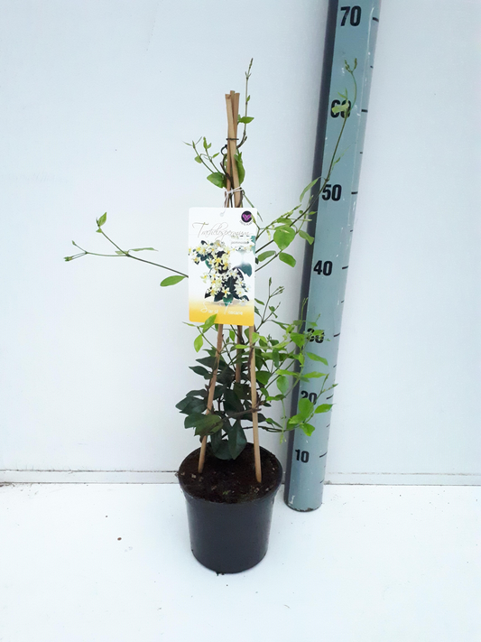 Planta naturala H60cm Trachelospermum jasminoides Star Of Toscane PS15/ in pamant